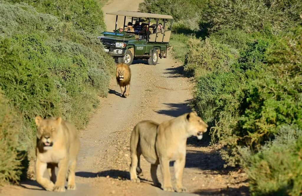 Wildlife Safaris